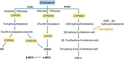 The regulatory role of bile acid microbiota in the progression of liver cirrhosis